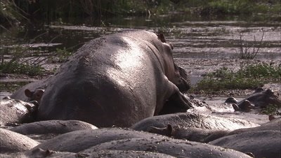 Hippopotamus mating In Water