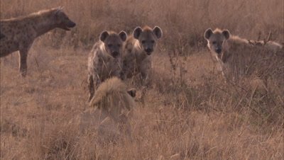 Lion And Hyenas In A Grassland