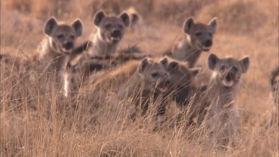 Hyenas In A Grassland