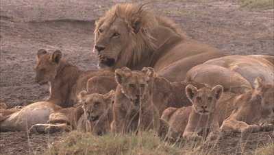 Lion Family Resting 