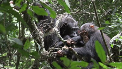 Chimpanzee In Forest