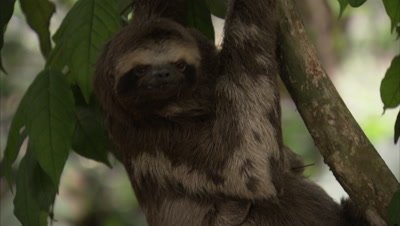 Three-toed Sloth climbs down tree with baby on belly