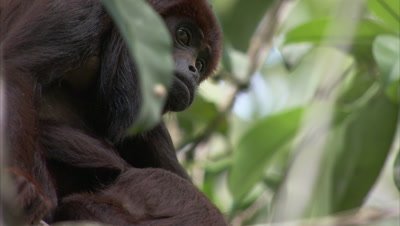Looking up at Red Howler Monkey In Forest