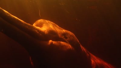 Amazon River Dolphin, Underwater, Close up