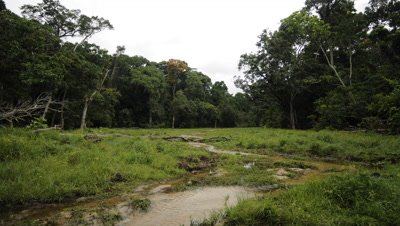 Time Lapse, Shadows Move Across Wetland Clearing in Rainforest