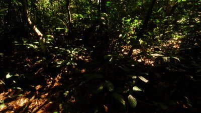 Time Lapse, Shadows Move Across Floor of Dense, Dark Rainforest