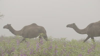 Camels Walk through Misty Landscape and wildflowers
