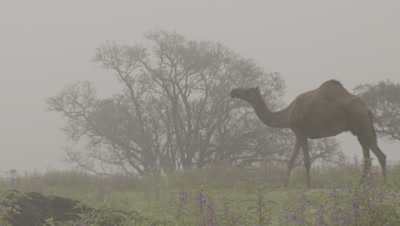 Camels Walk through Misty Landscape and wildflowers