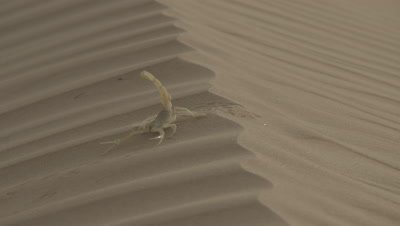 Yellow Scorpion Runs Across Sand Dune