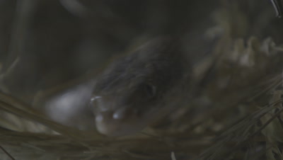 Arabian Cat Snake Inside Weaver Bird Nest with Eggs