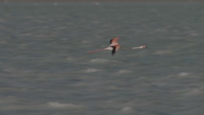 Greater Flamingos Perching In A Lake