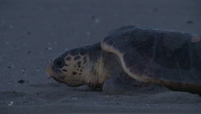 Loggerhead Turtle Crawls Over Sand