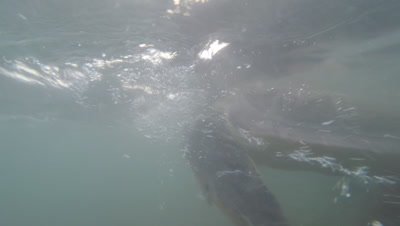 Loggerhead Sea Turtle Swims Just Below Surface