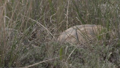 Spur-thighed Tortoises Courtship, Banging shells Together