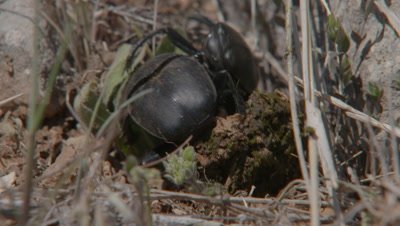 Two Dung Beetles Fighting Over A Dung Ball