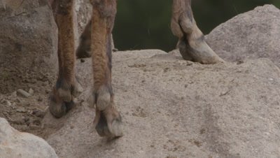Close up, Ibex Hooves Climb on Rocks