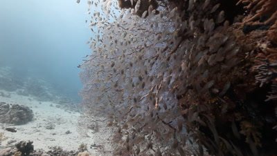 Coral Bommie with School of Sweepers,Glass Fish Gathered on Sea Fan