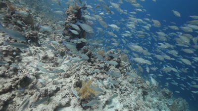 School of Juvenile Parrot Fish Over Reef
