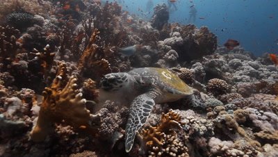 Travel over Reef to Reveal Hawksbill Sea Turtle Feeding on Coral