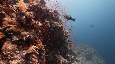 Scenic View of Coral Reef with Schooling Anthias