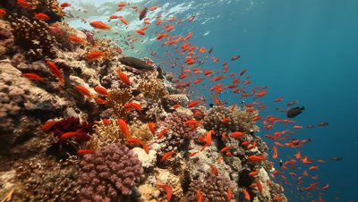 Scenic View of Coral Reef with Schooling Anthias