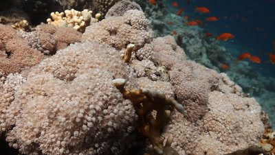 Close Up of Xenia Umbrella Coral Filter Feeding 
