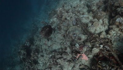 Hawksbill Sea Turtle Swims Above Reef