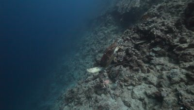 Follow Hawksbill Sea Turtle Swim Along Reef Wall