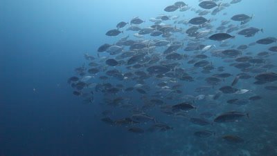 Schooling Yellow Spotted Trevally With Great Barracuda