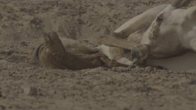 Arabian Oryx Giving Birth