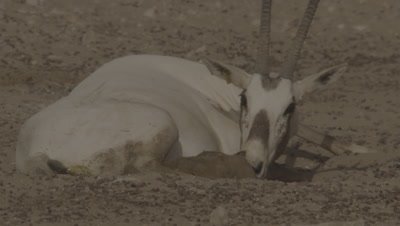 Arabian Oryx Cleans Newborn calf