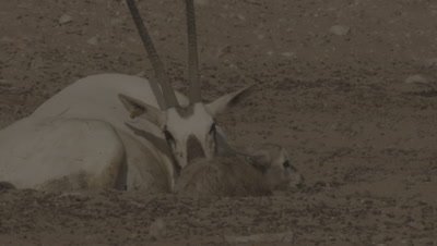 Arabian Oryx with newborn calf struggling to stand