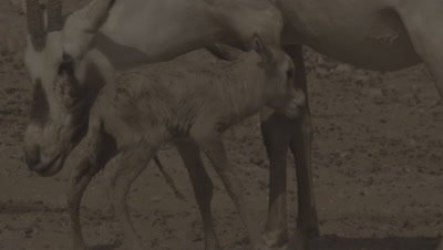 New Born Arabian Oryx Calf trying to Stand,Successful