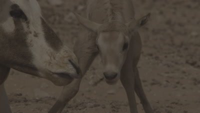 Arabian Oryx with newborn calf struggling to stand