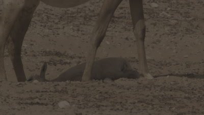 Arabian Oryx With Its Calf After Birth In Desert