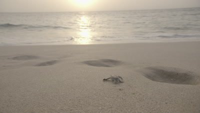 Green Turtle Hatchling Heading Back to Sea