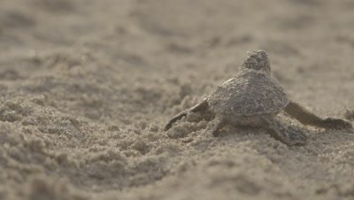 Green Turtle Hatchling Crawls over Sand,Headed to Sea