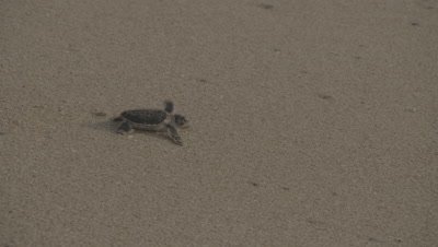 Green Turtle Hatchling Crawls over Sand,Headed to Sea,Hit by Wave