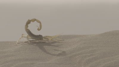 Scorpion Scuttles Across Desert Sand Dune