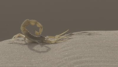 Scorpion On Desert Sand Dune Sticks Tail up