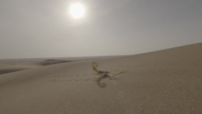 Scorpion Scuttles Across Desert Sand Dune,Bright Sun Behind