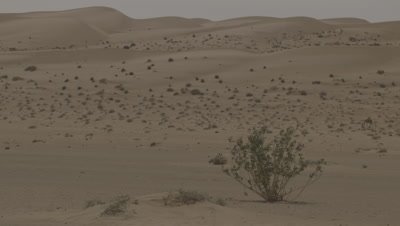 Camel Grazes in the Desert