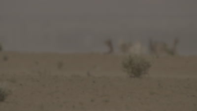 Camels in the Desert,Soft Focus Behind Heat haze