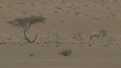 Camel Walks in the Desert