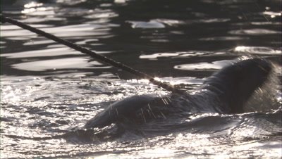 Otters Trained,Used for Traditional Fishing,Tied with Rope