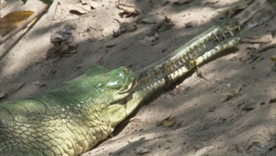 Gharial Stained Green from Algae Rests in Sand,Starts Snapping Jaws