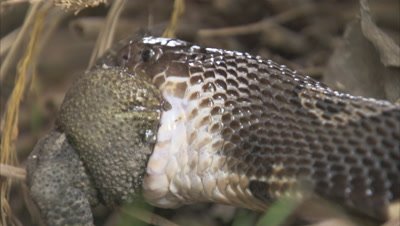 Amphibians and Snakes Stock Footage