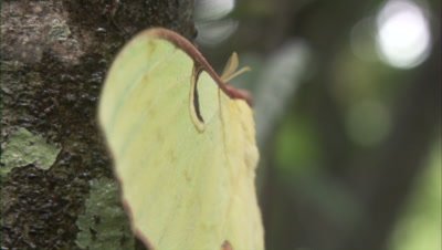 Large Moth,Possibly a Moon Moth,In forest