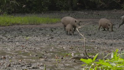 Small family/herd of Babirusa foraging at Adudu salt lick in Nantu forest; Water Monitor Lizard walks by in the foreground
