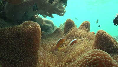 Orange Skunk Clownfish rub against the tentacles of an anemone in coral garden; other fish swim in background